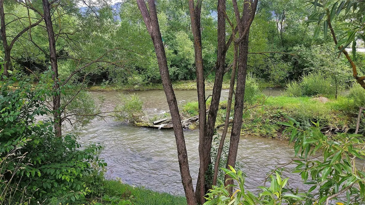 Дві річки зливаються між зеленими берегами, на передньому плані стовбури дерев
