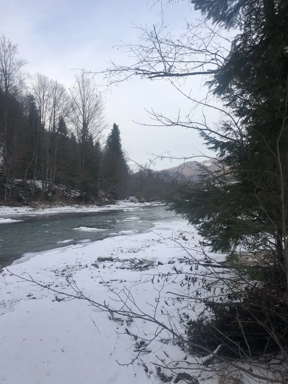 Гірська річка взимку: засніжений берег, темна вода, ялини й голі дерева