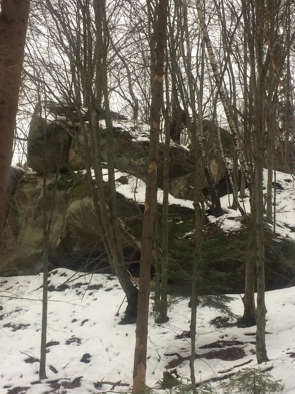 Зимовий ліс: між голими деревами на засніженому схилі великі замшілі камені